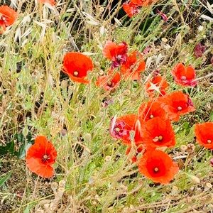 Meet your Posher, Jean yves